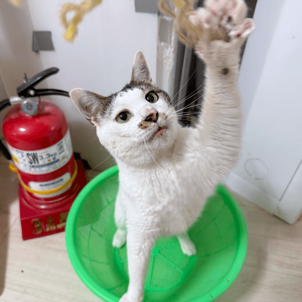 제제 사진 4