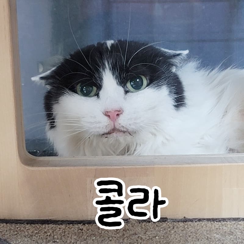 고양이 사진