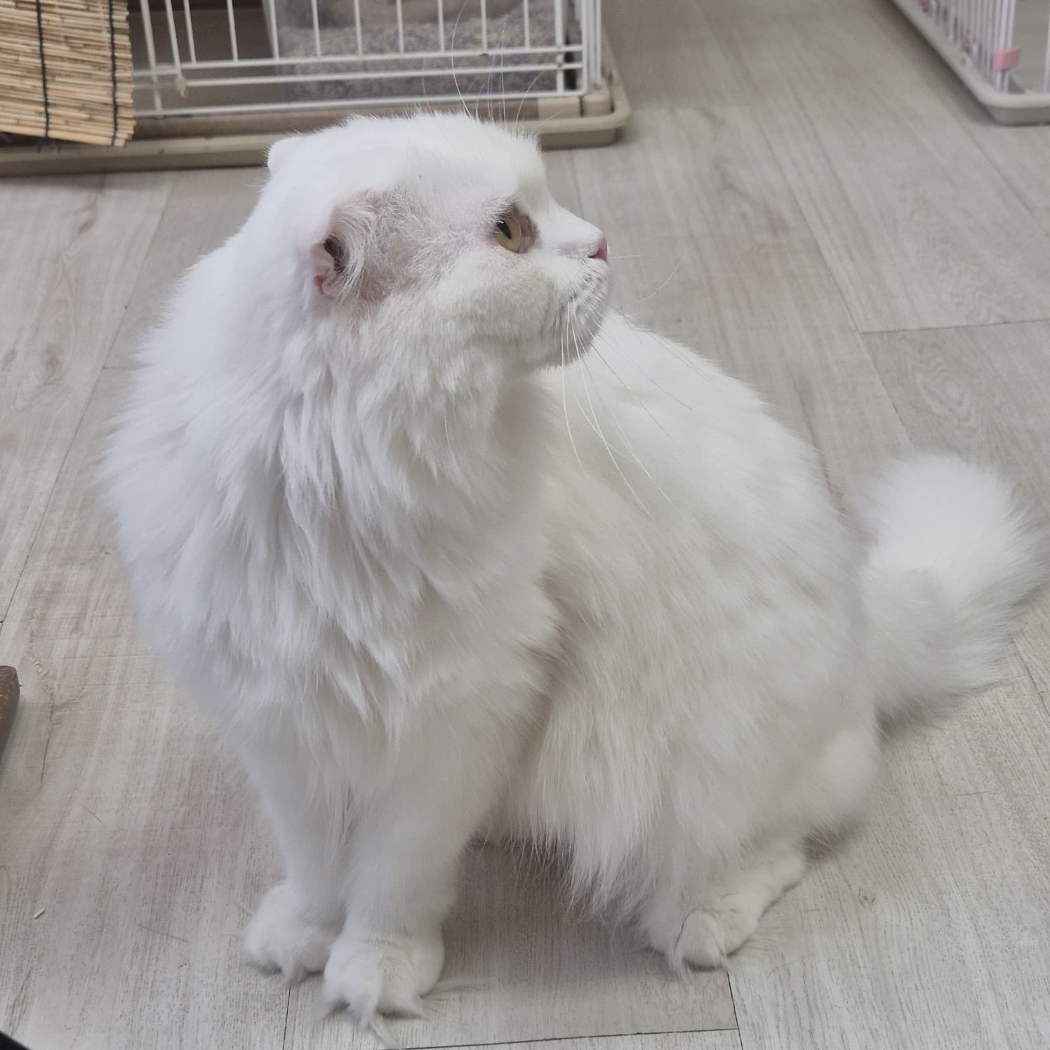 찹쌀 사진 5