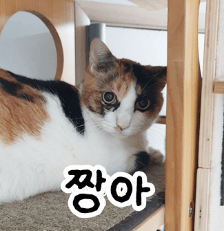 고양이 사진