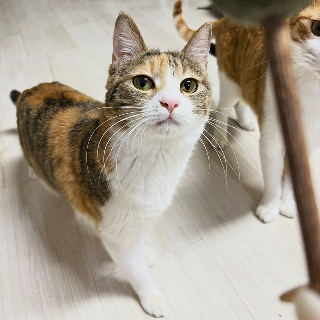 다롱  사진 3