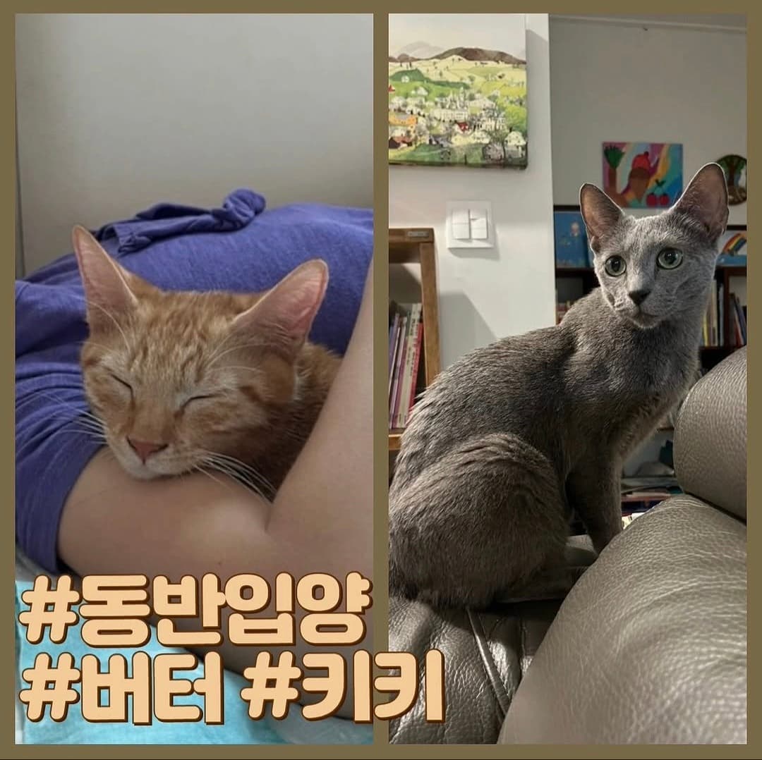 고양이 사진