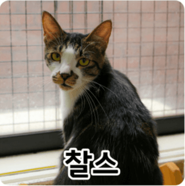 고양이 사진
