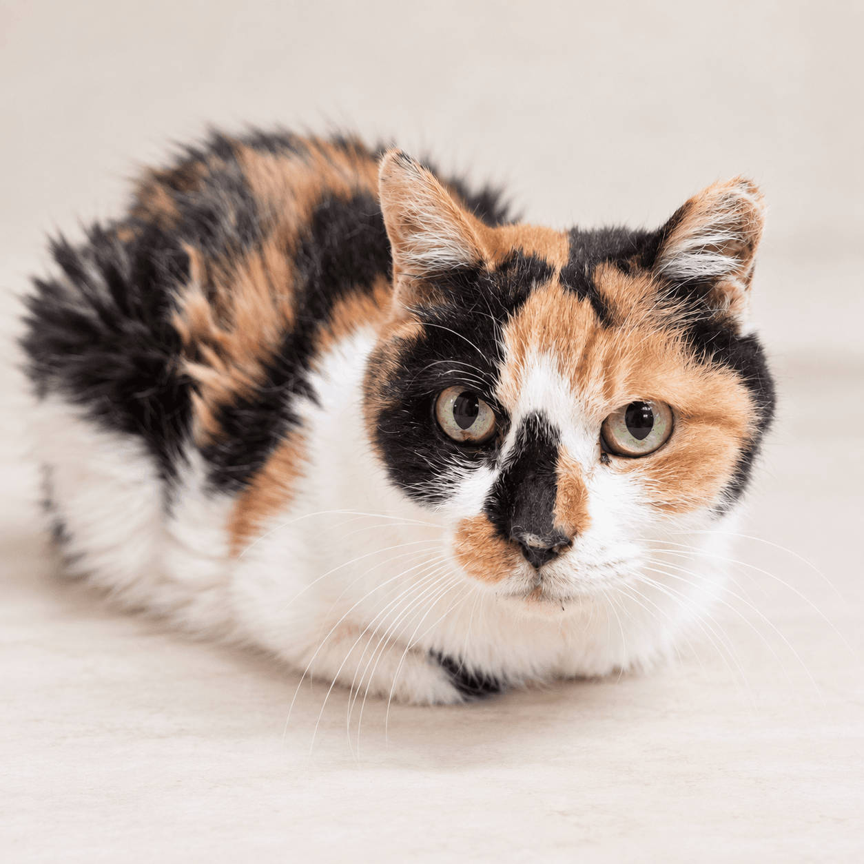 고양이 사진