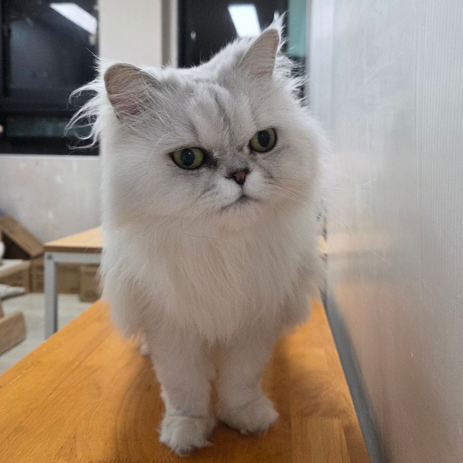 아로하 사진 2