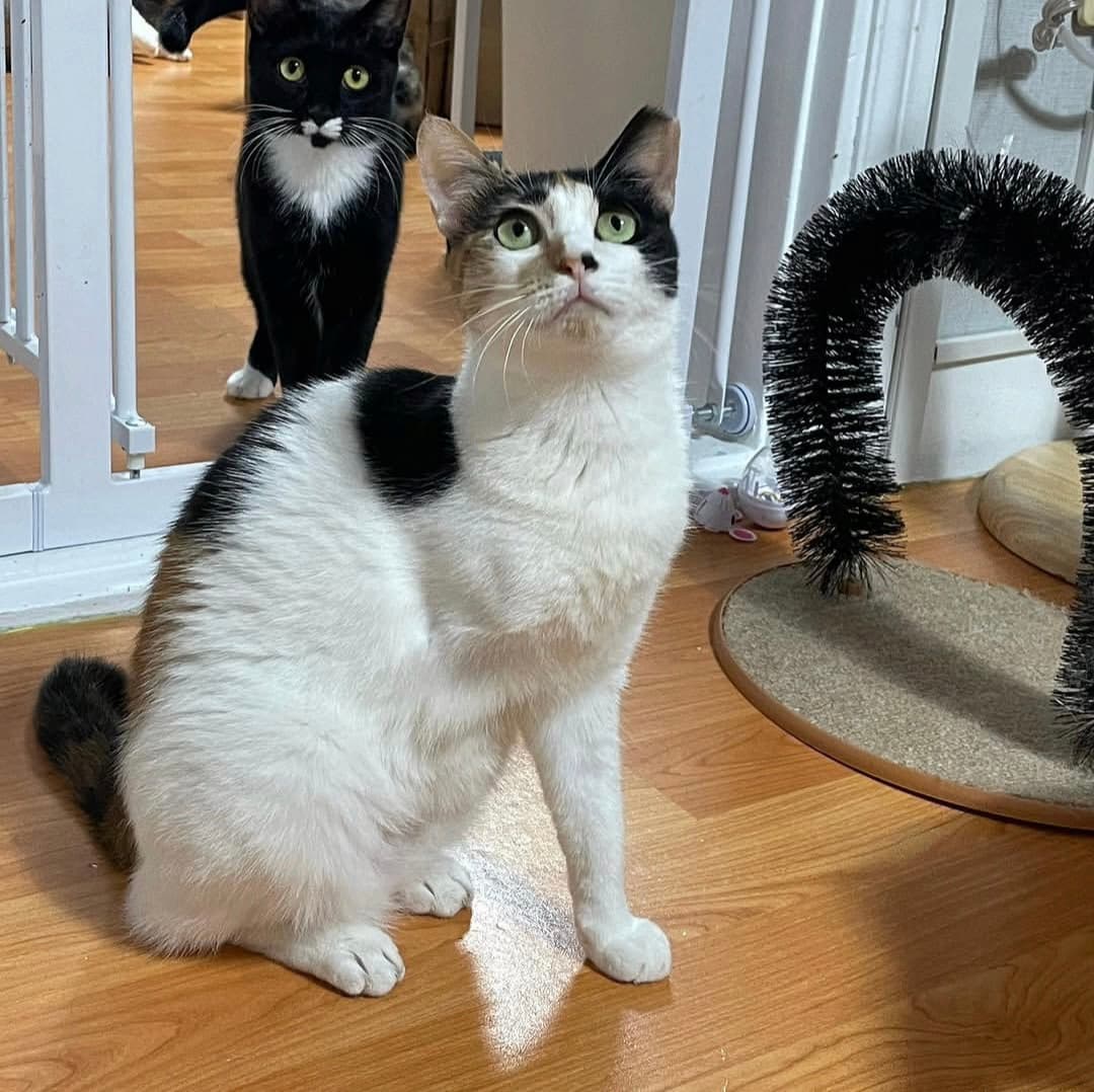 고양이 사진