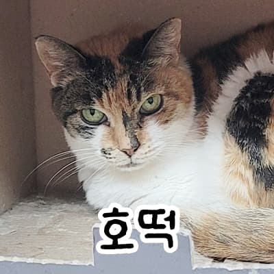 고양이 사진