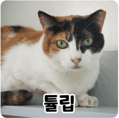 고양이 사진
