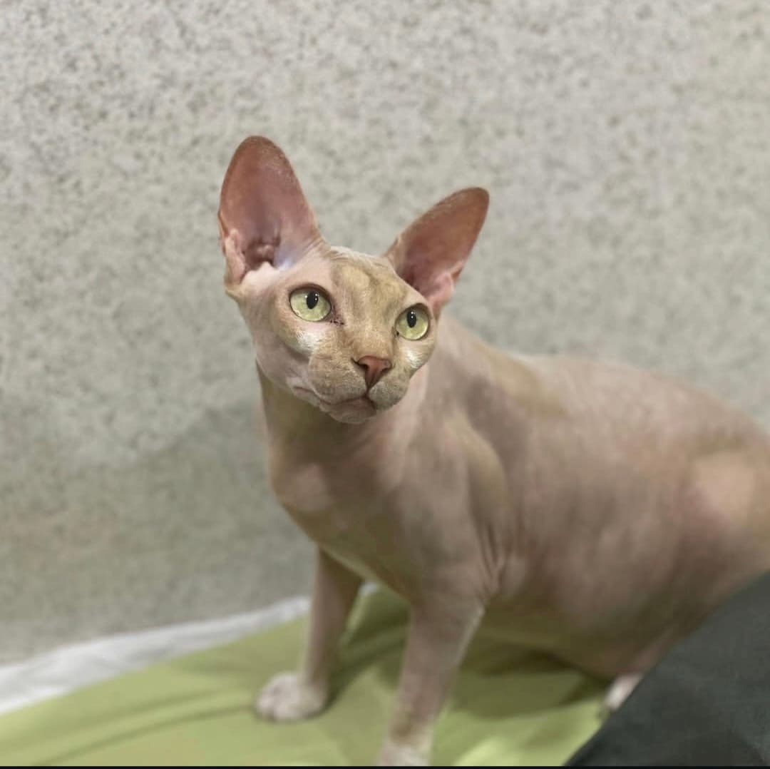 고양이 사진