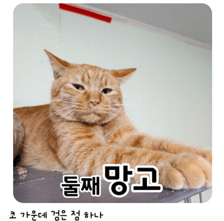 고양이 사진