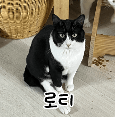 고양이 사진
