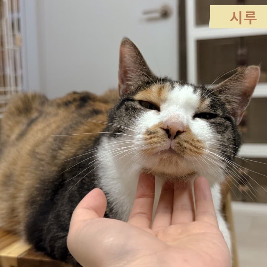 시루  사진 3