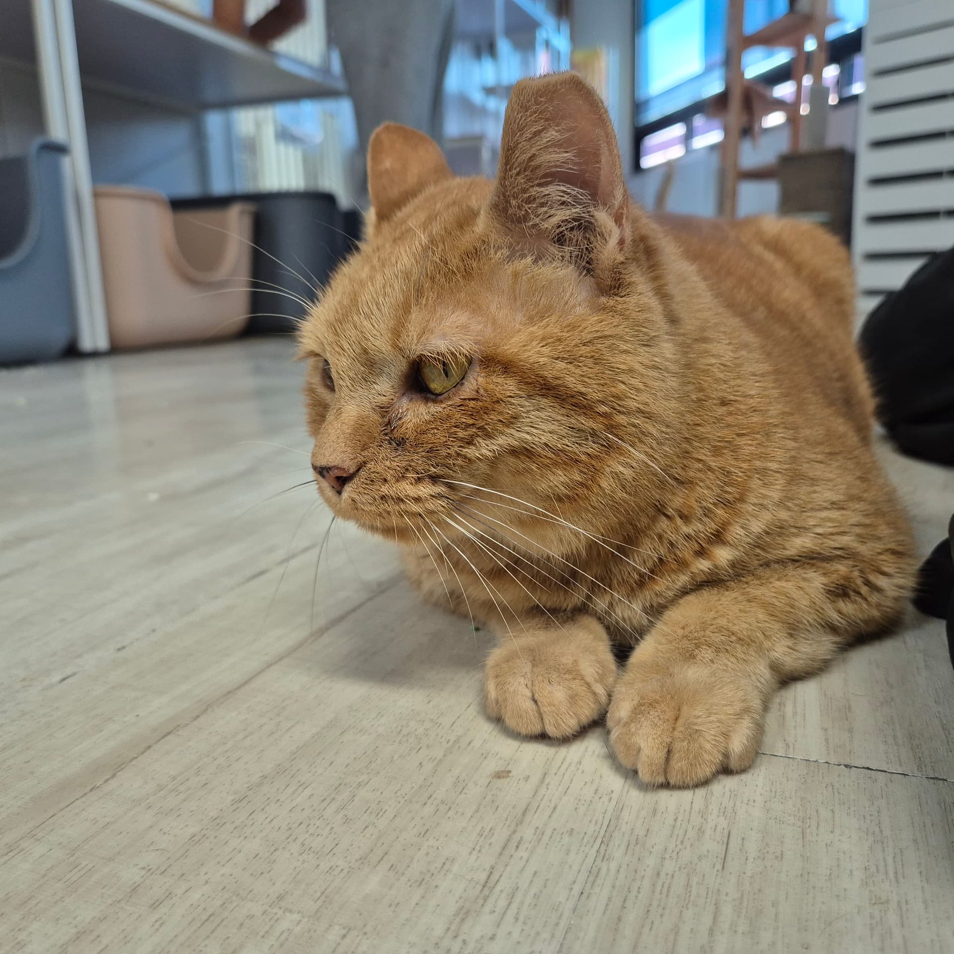 가필드  사진 2
