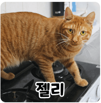 고양이 사진