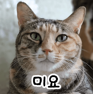 고양이 사진