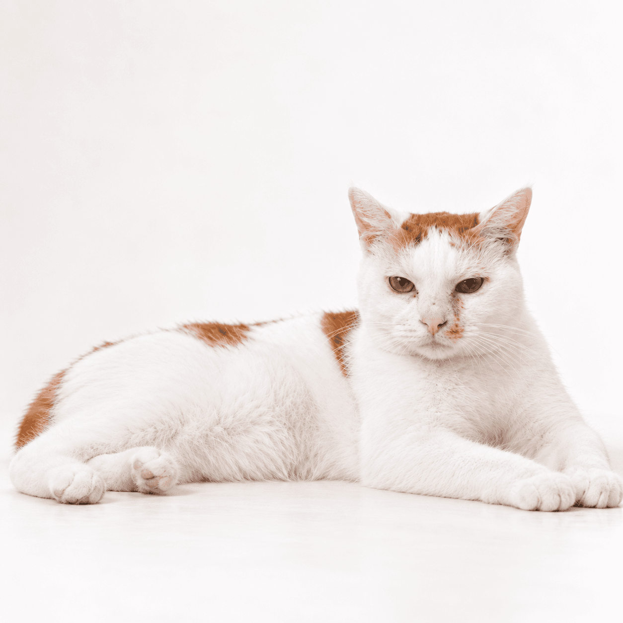 고양이 사진