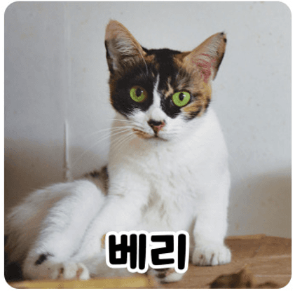 고양이 사진