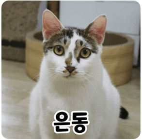 고양이 사진