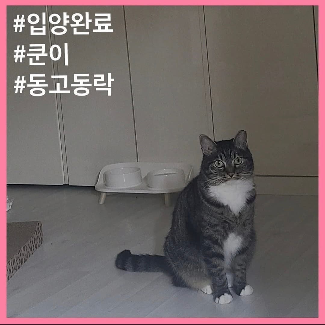고양이 사진