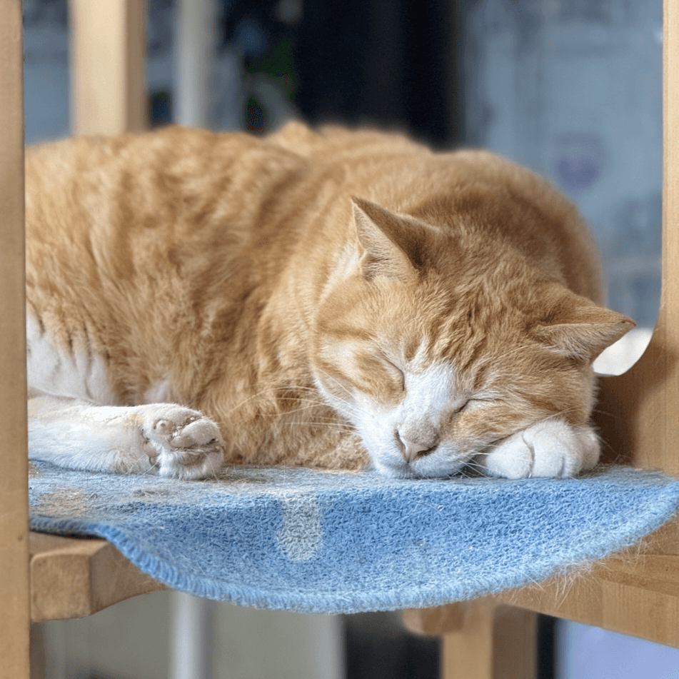 고양이 사진