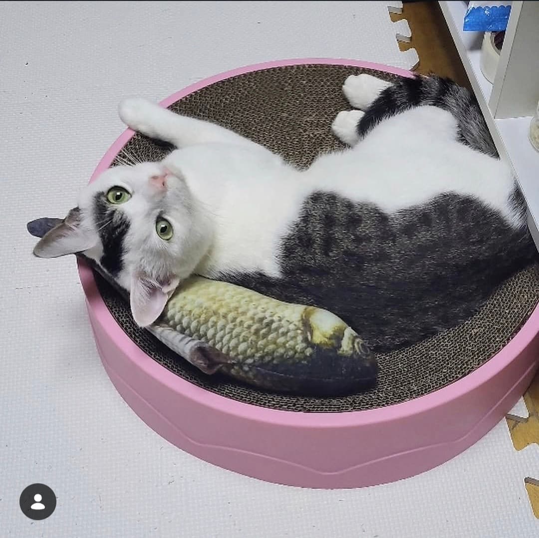 고양이 사진
