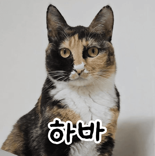 고양이 사진