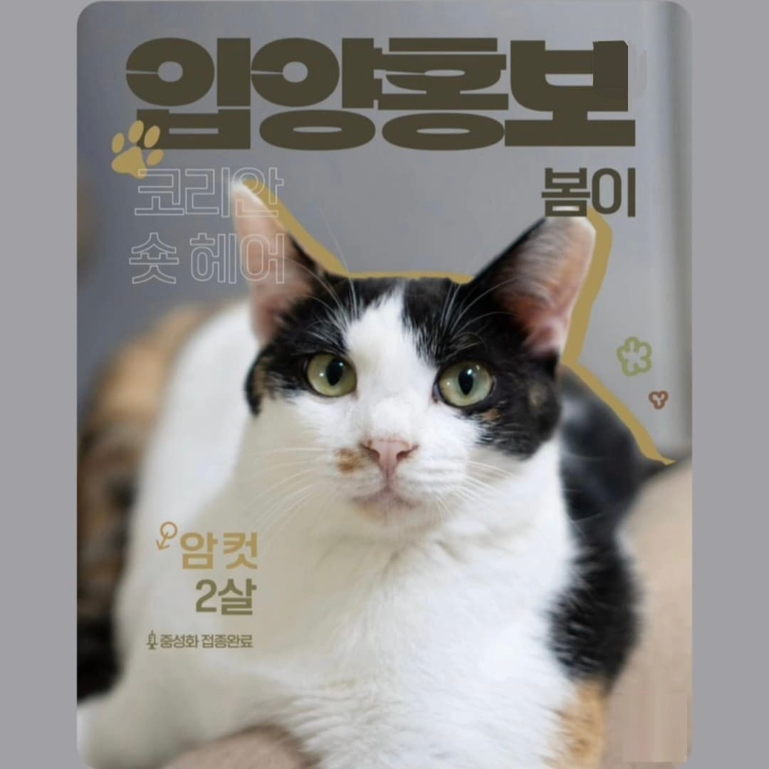 고양이 사진