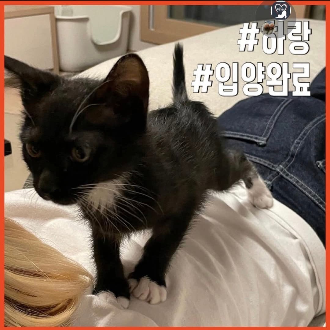 고양이 사진