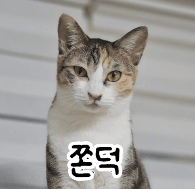 고양이 사진