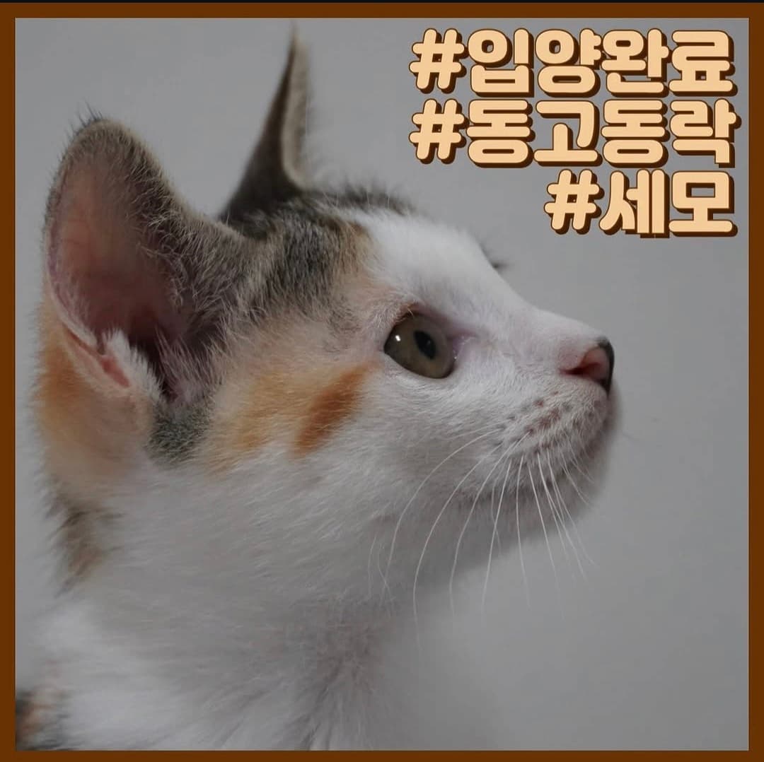 고양이 사진