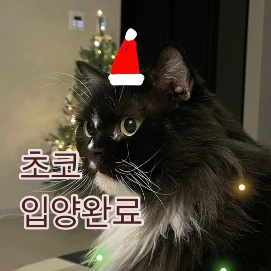 고양이 사진