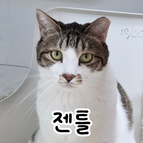 고양이 사진