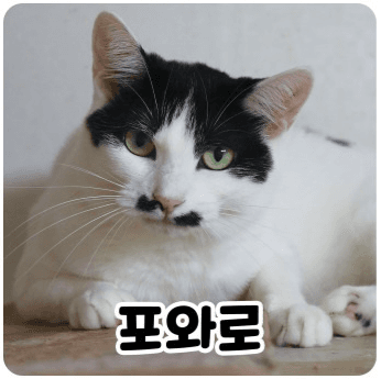 고양이 사진