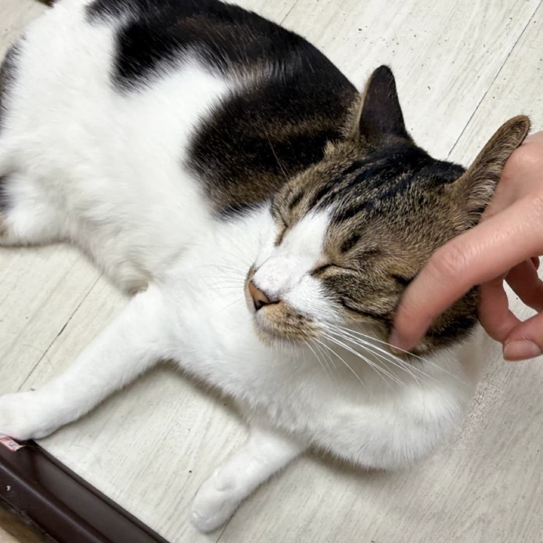 레오의 하루 💛