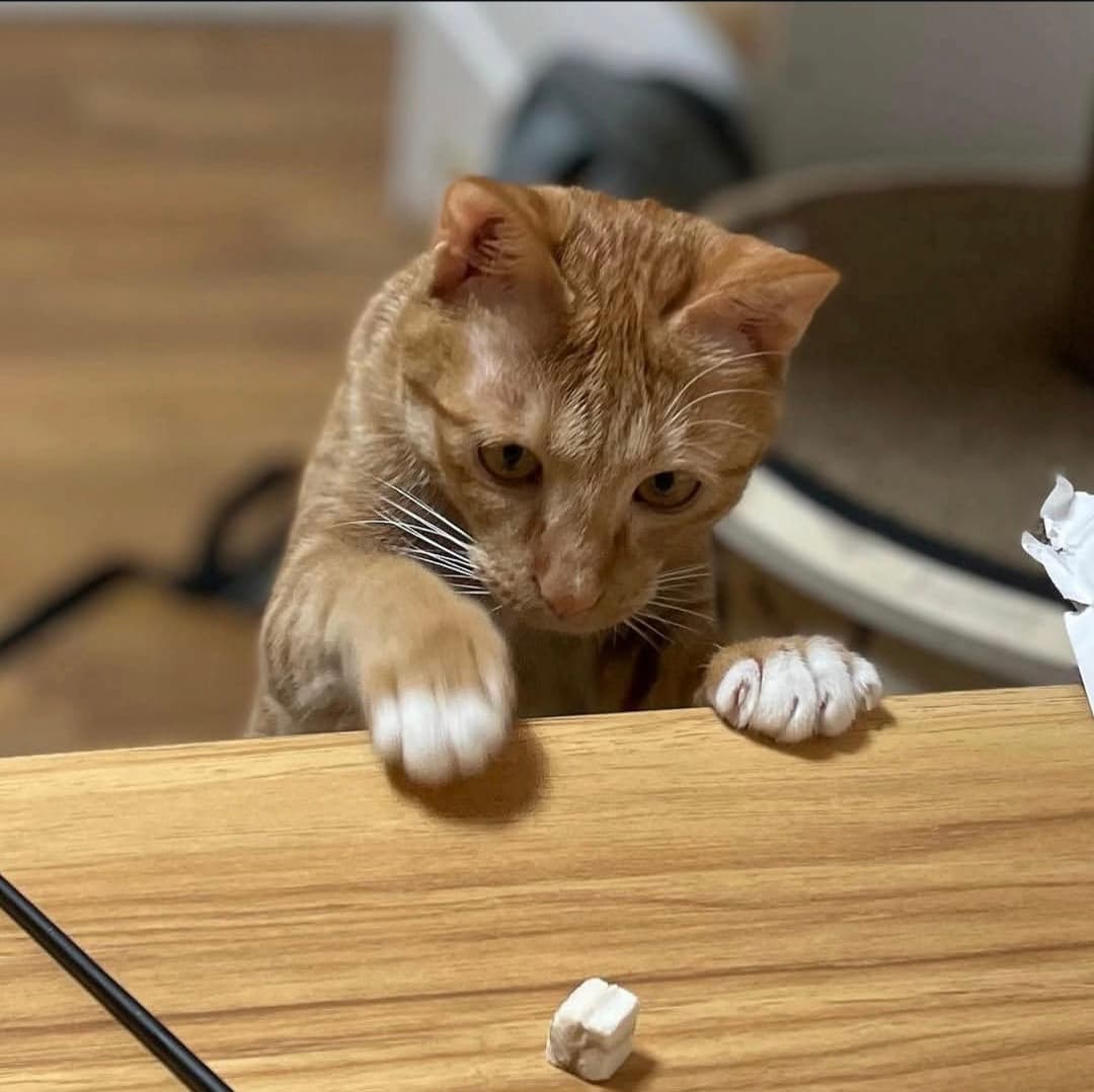 고양이 사진