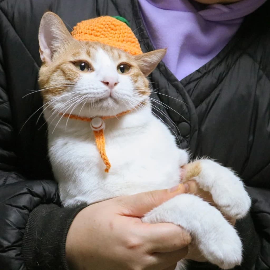 고양이 사진