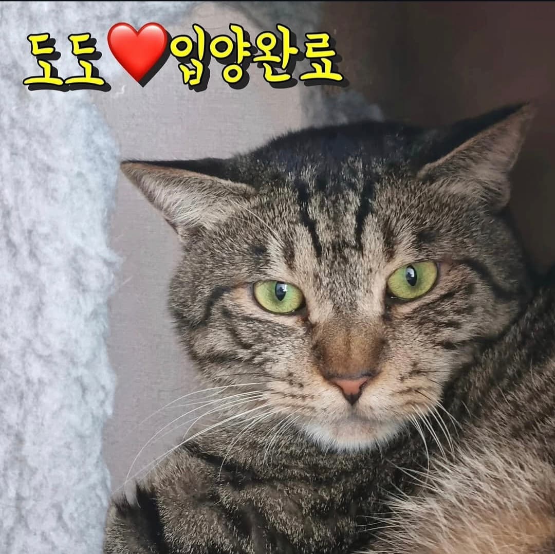 고양이 사진