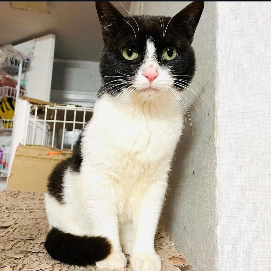 고양이 사진