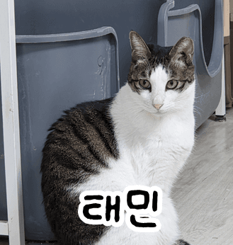 고양이 사진