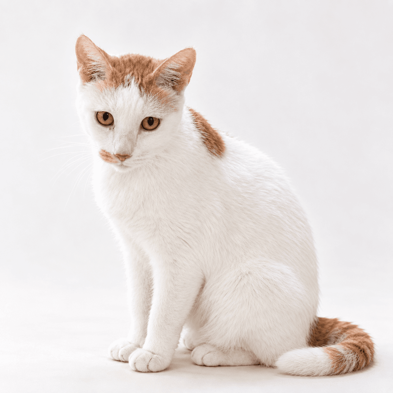 고양이 사진