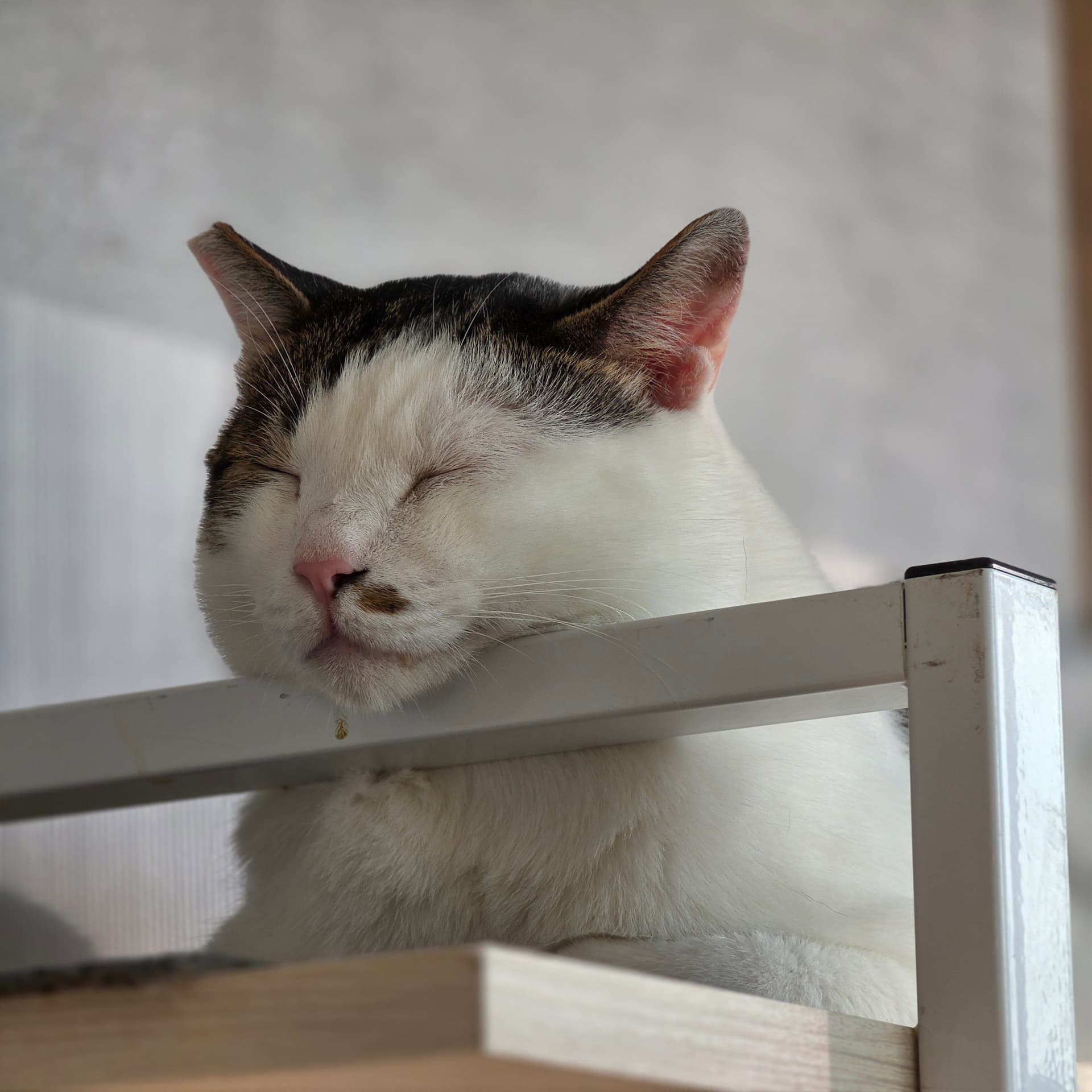 고양이 사진