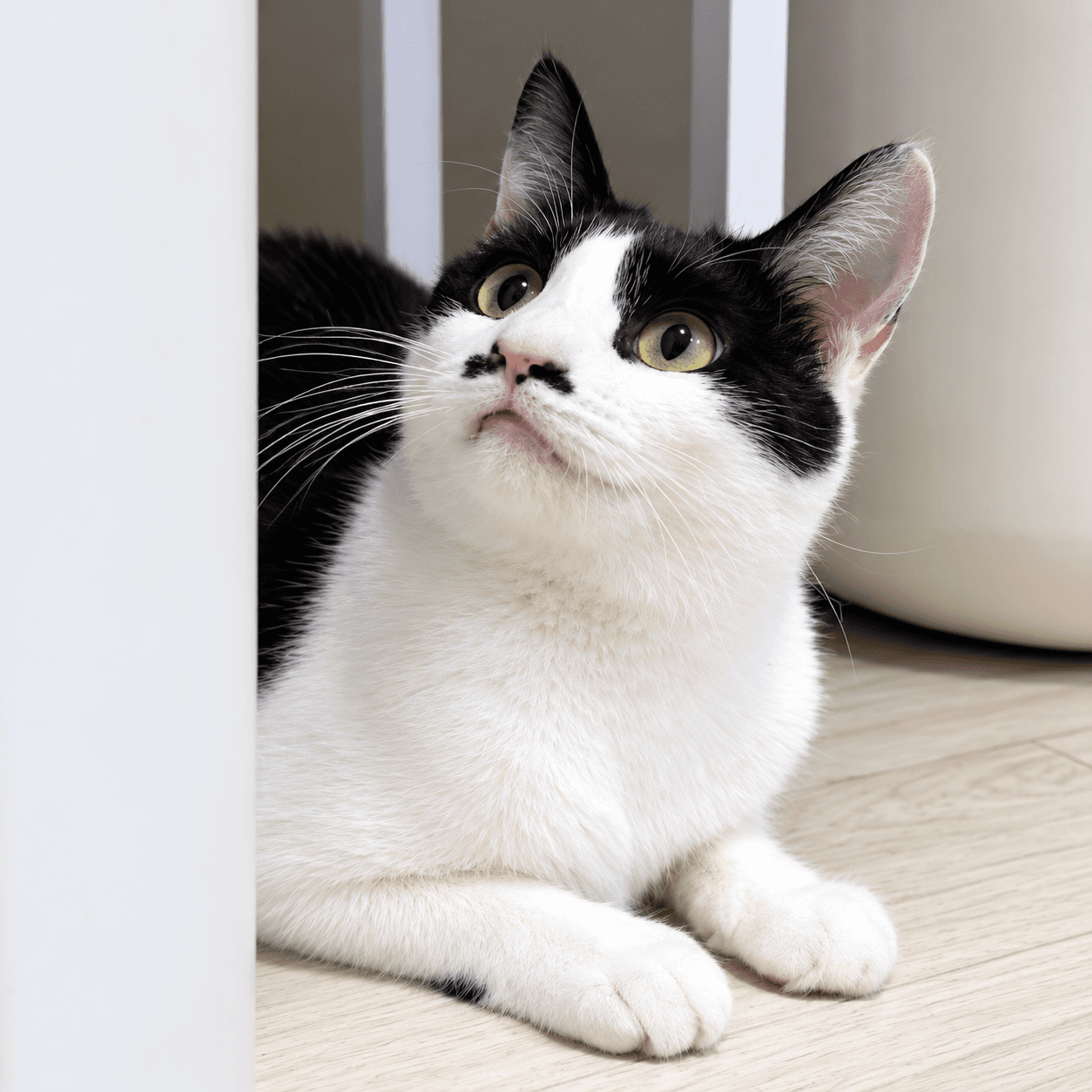 고양이 사진