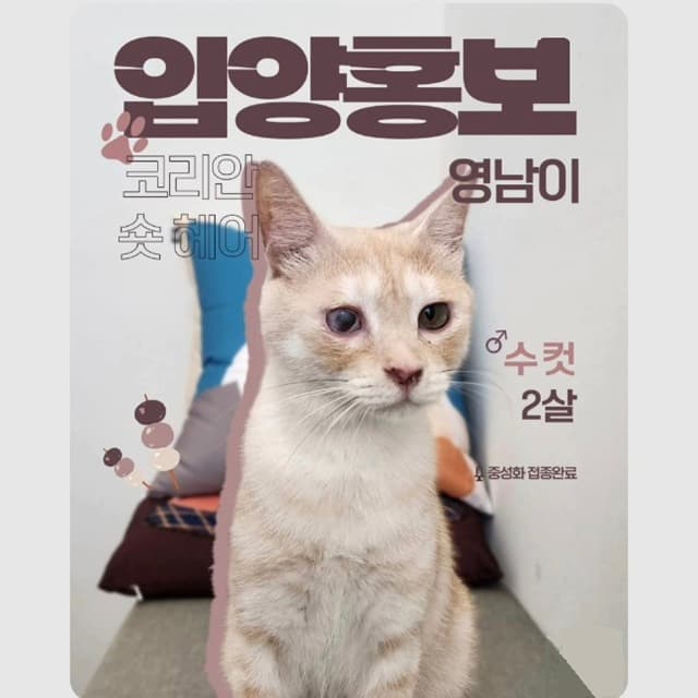고양이 사진