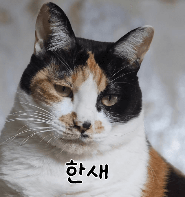 고양이 사진