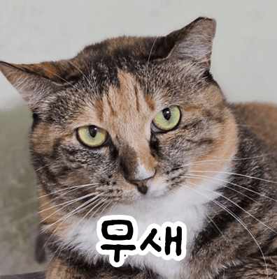 고양이 사진