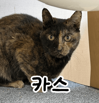 고양이 사진