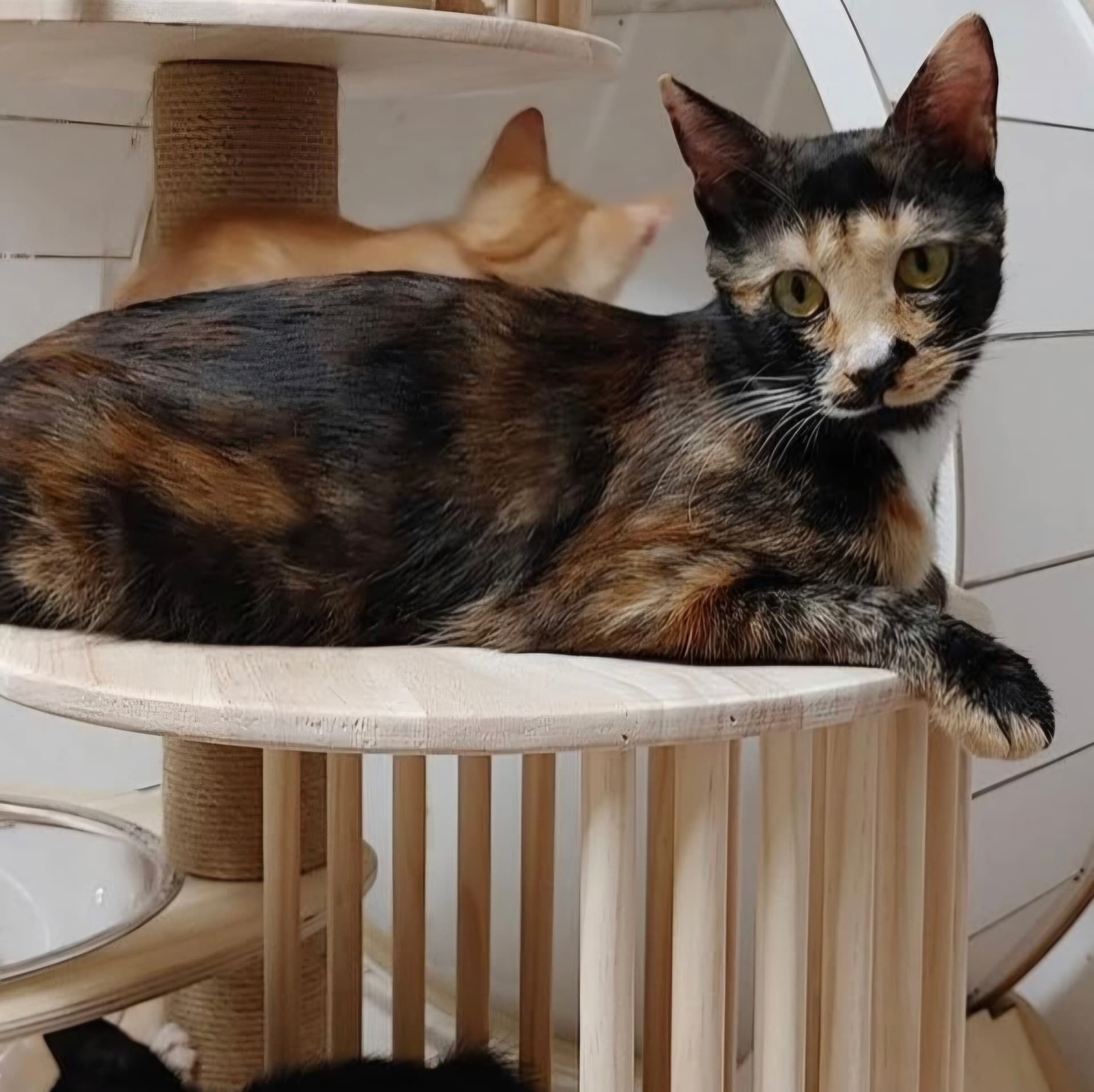 고양이 사진