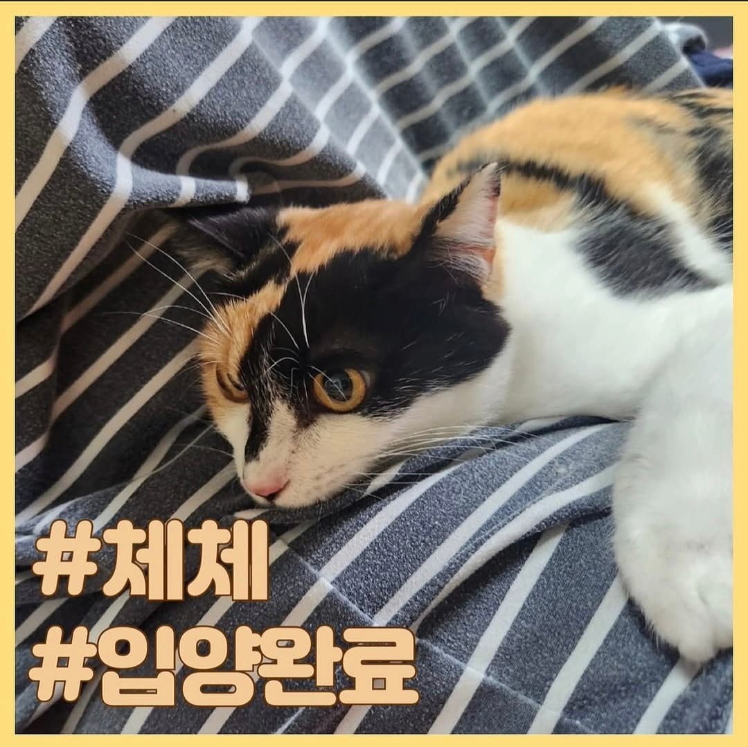 고양이 사진