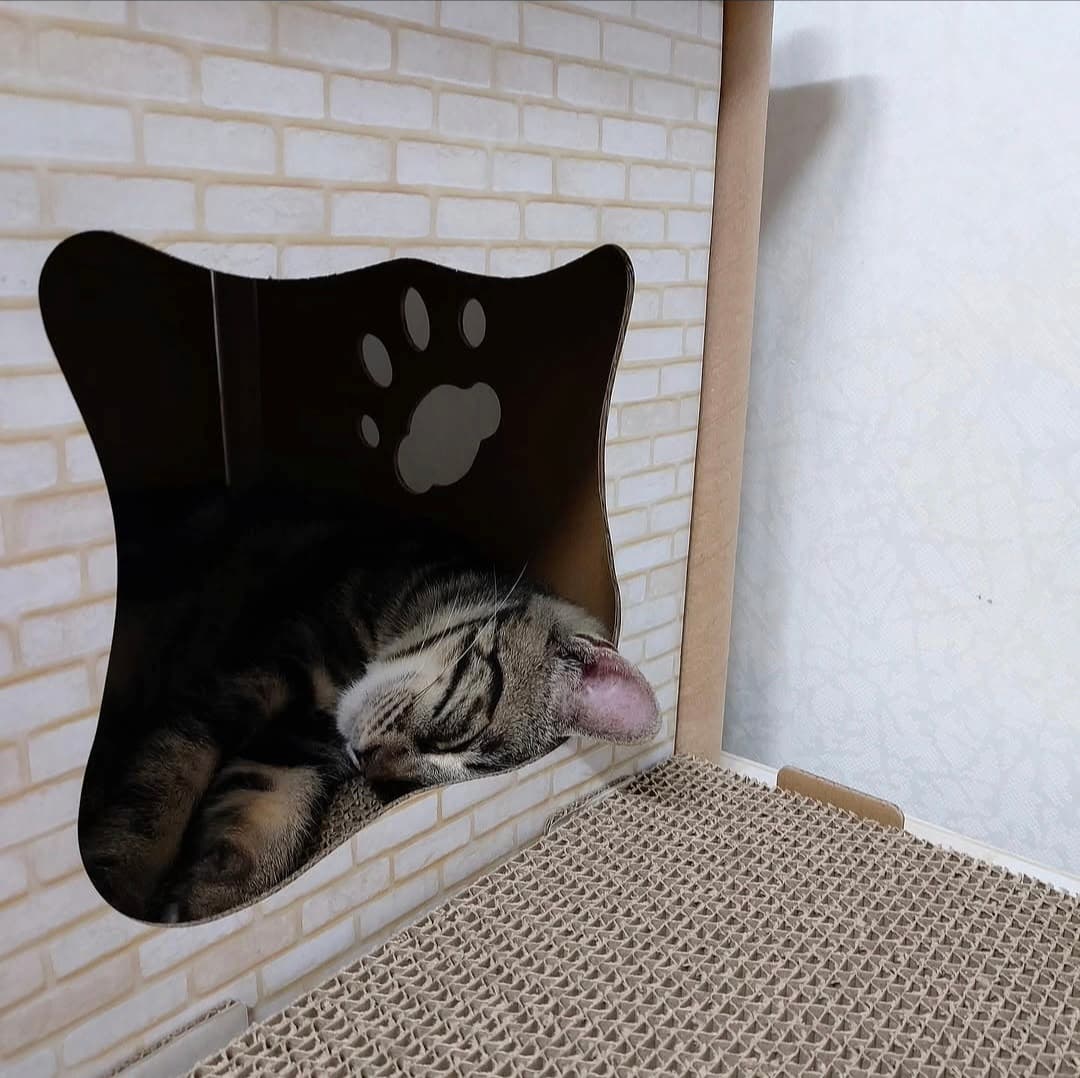 고양이 사진