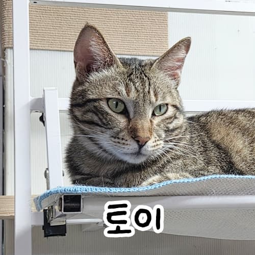 고양이 사진